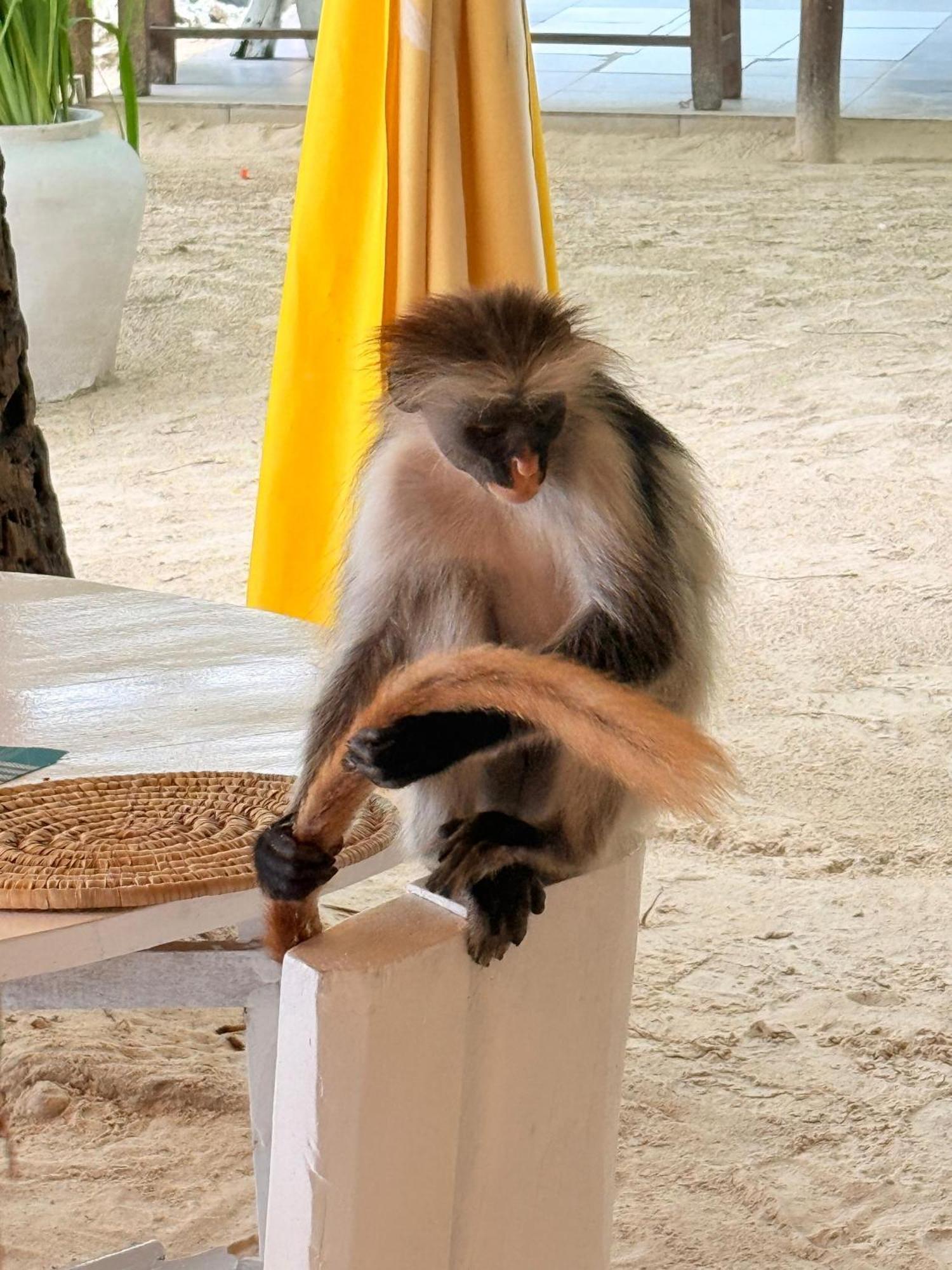 Pili Pili Palm Beach Jambiani  Εξωτερικό φωτογραφία